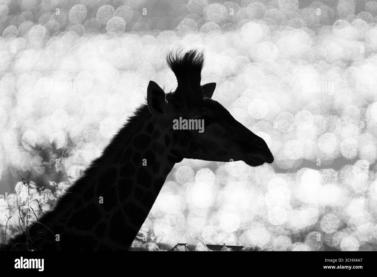 Babygiraffe (Giraffa camelopardalis) Porträt, Schwarzweißbild, Seitenansicht von Kopf und Hals. Chobe Nationalpark, Botswana, Afrika Stockfoto