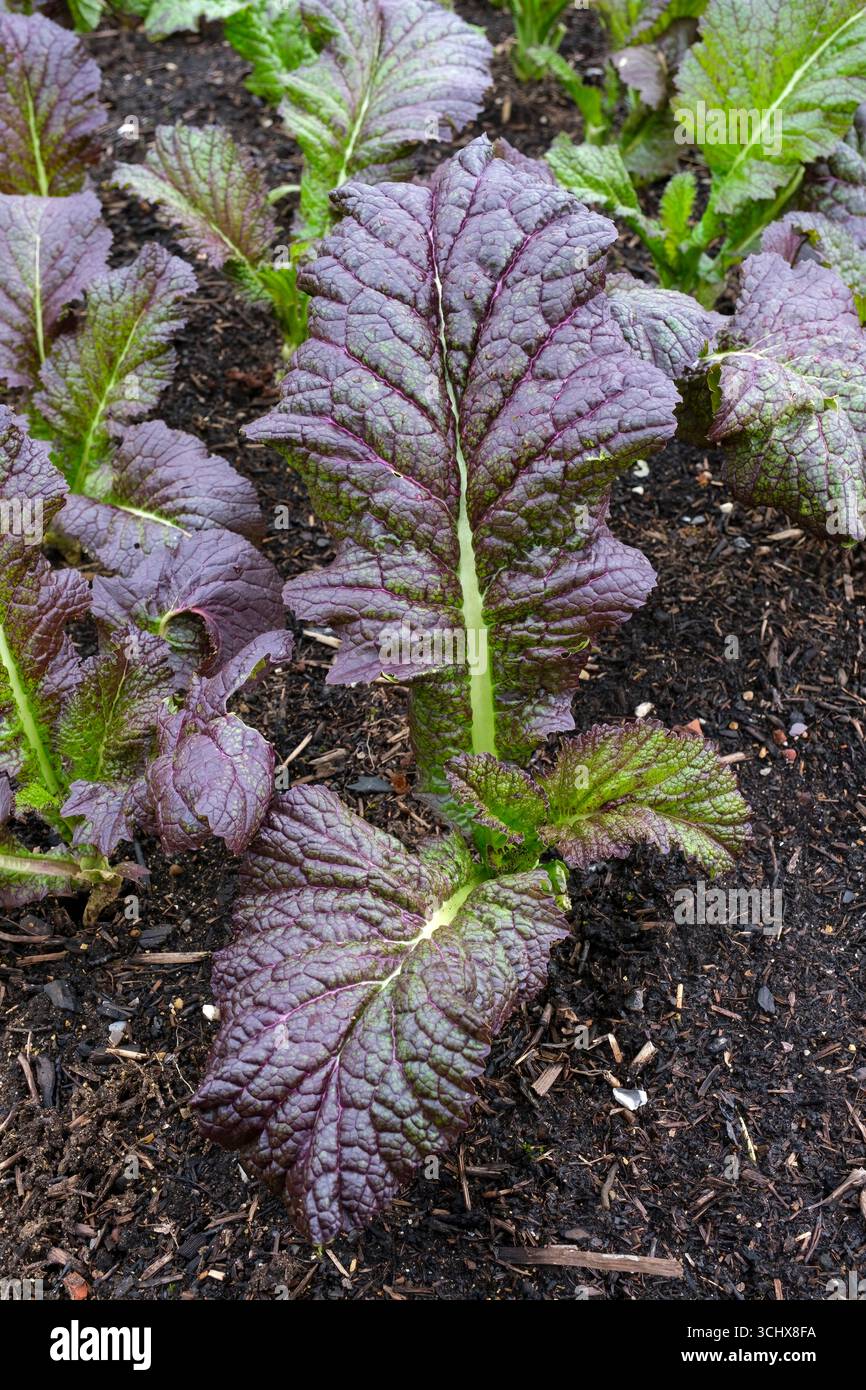 Brassica juncea Roter Riese, Chinesischer Senf Roter Riese, Blattgemüse, lila Blätter mit Rüschen als Salat Stockfoto