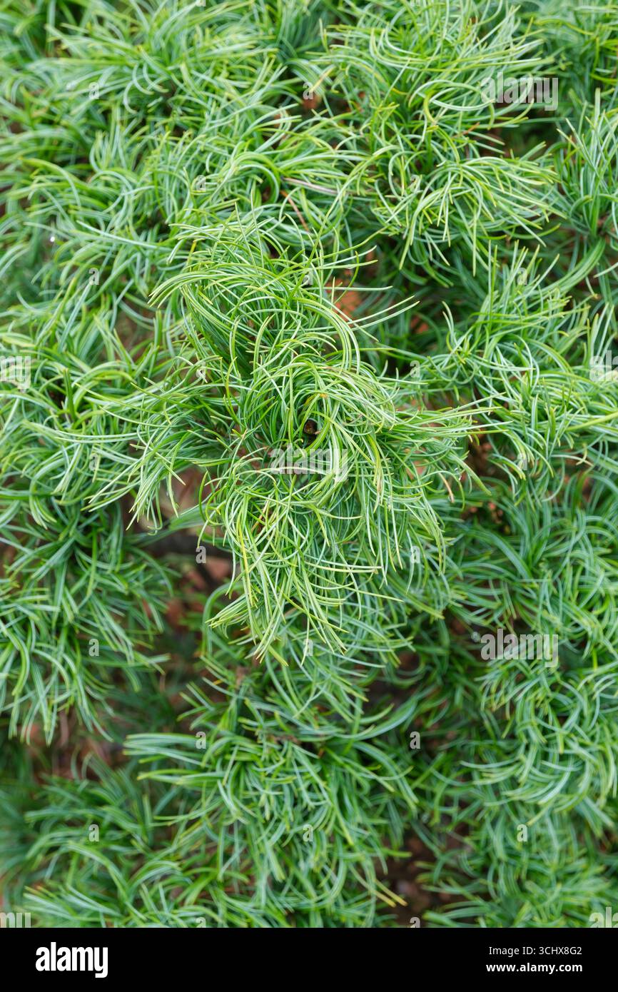 Pinus strobus Green Twist, Weymouth Pine Green Twist, Zwerg, kompakte, immergrüne Nadelbäume mit grünen, verdrehten, lockigen Nadeln. Stockfoto Pinus strobus Green Twist, Weymouth Pine Green Twist, Zwerg, kompakte, immergrüne Nadelbäume mit grünen, verdrehten, lockigen Nadeln. Stockfoto