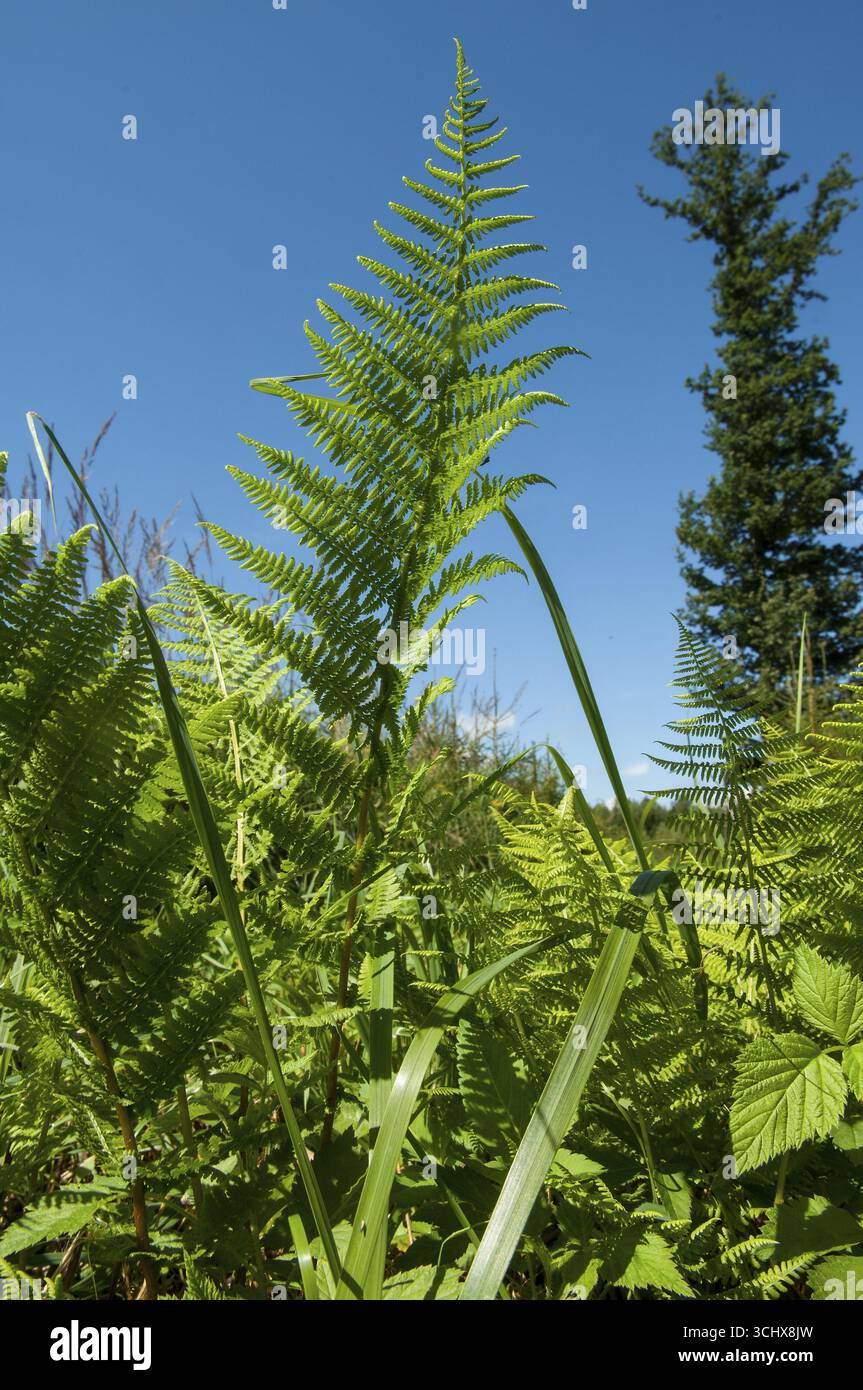 kentia palme aldi Kentiapalme – Elegante Zimmerpflanze für drinnen und draußen – XXLplant