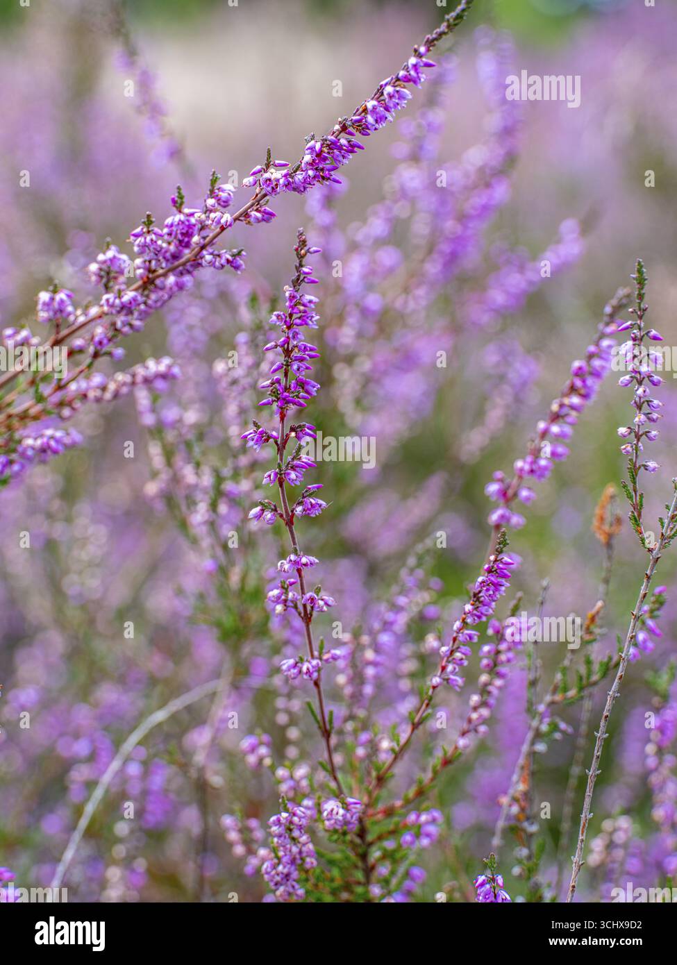 Blütenheidekraut (Calluna vulgaris), Heidekraut, Naturpark Heiliger Hain, Wahrenholz, Lüneburger Heide, Niedersachsen, Deutschland Stockfoto