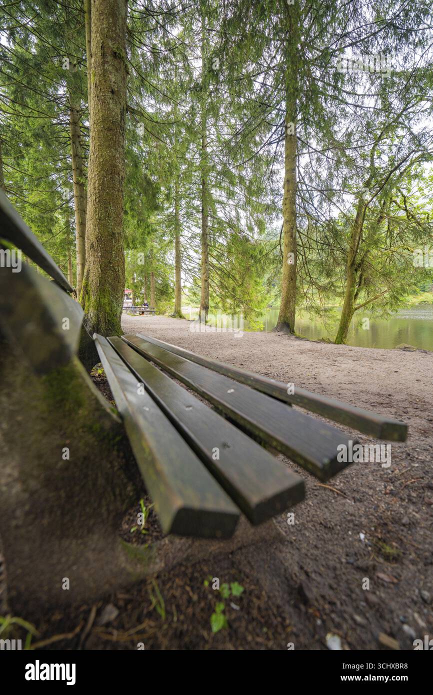 Holzbank in ruhiger Waldlage, umgeben von hohen Bäumen, Mummelsee, Seebach, Ortenau, Schwarzwald, Deutschland Stockfoto