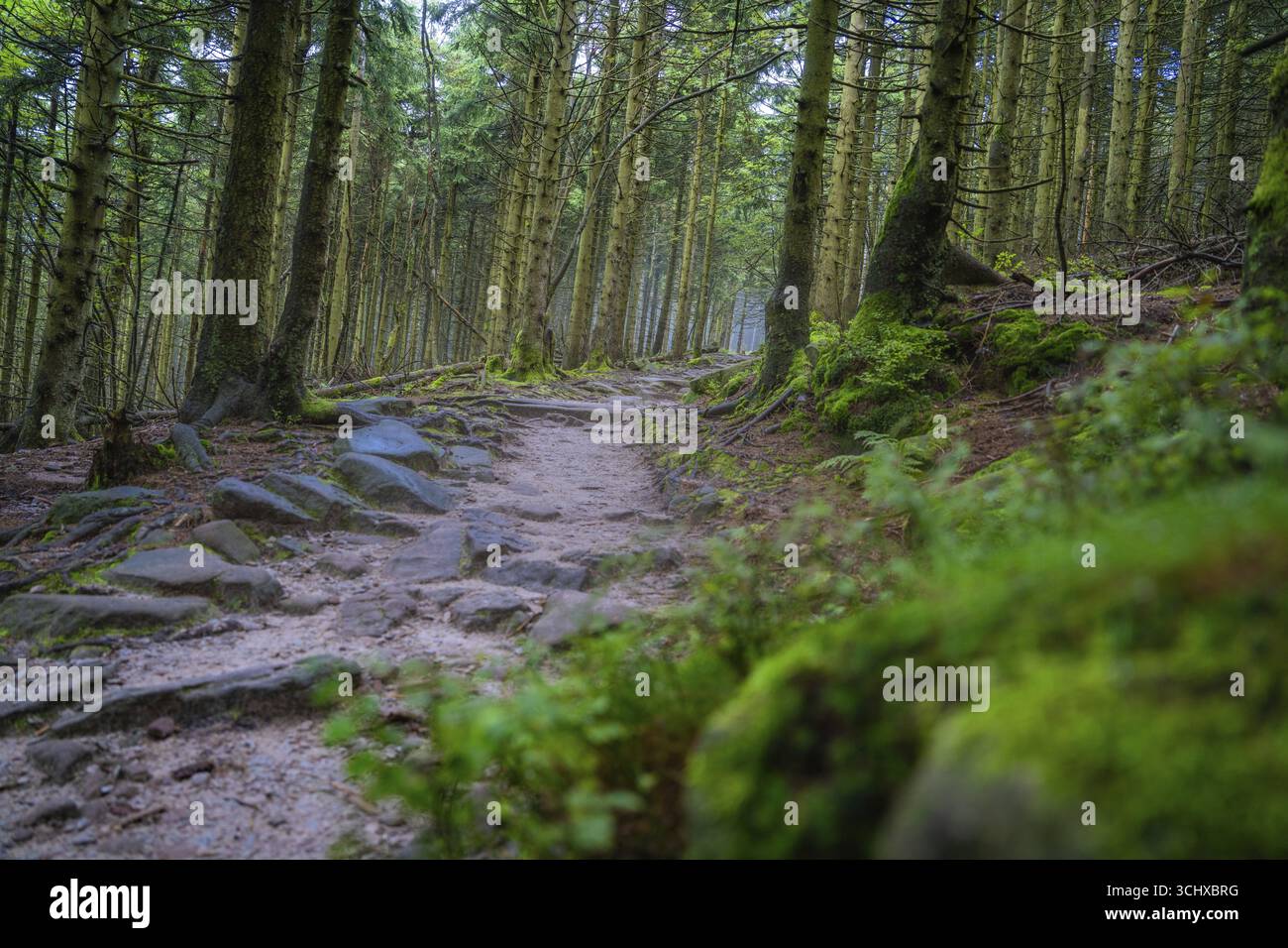 Ein Waldweg führt durch einen ruhigen, grünen Wald mit moosbedeckten Bäumen, Mummelsee, Seebach, Ortenau, Schwarzwald, Deutschland Stockfoto