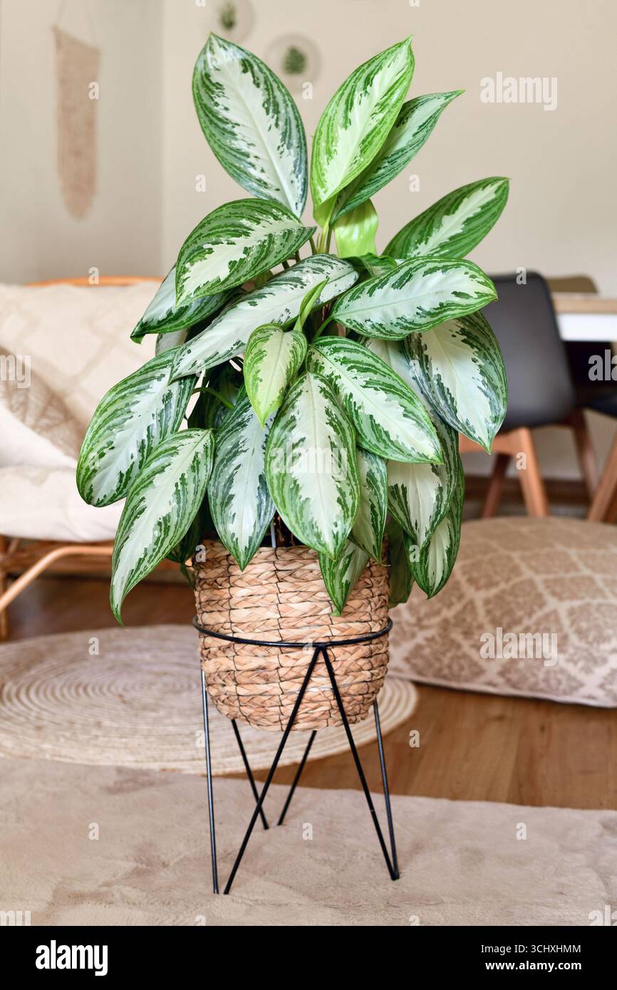 Tropische 'Aglaonema Silver Bay'-Zimmerpflanze mit silbernem Muster im Korbtopf im Wohnzimmer im Boho-Stil Stockfoto