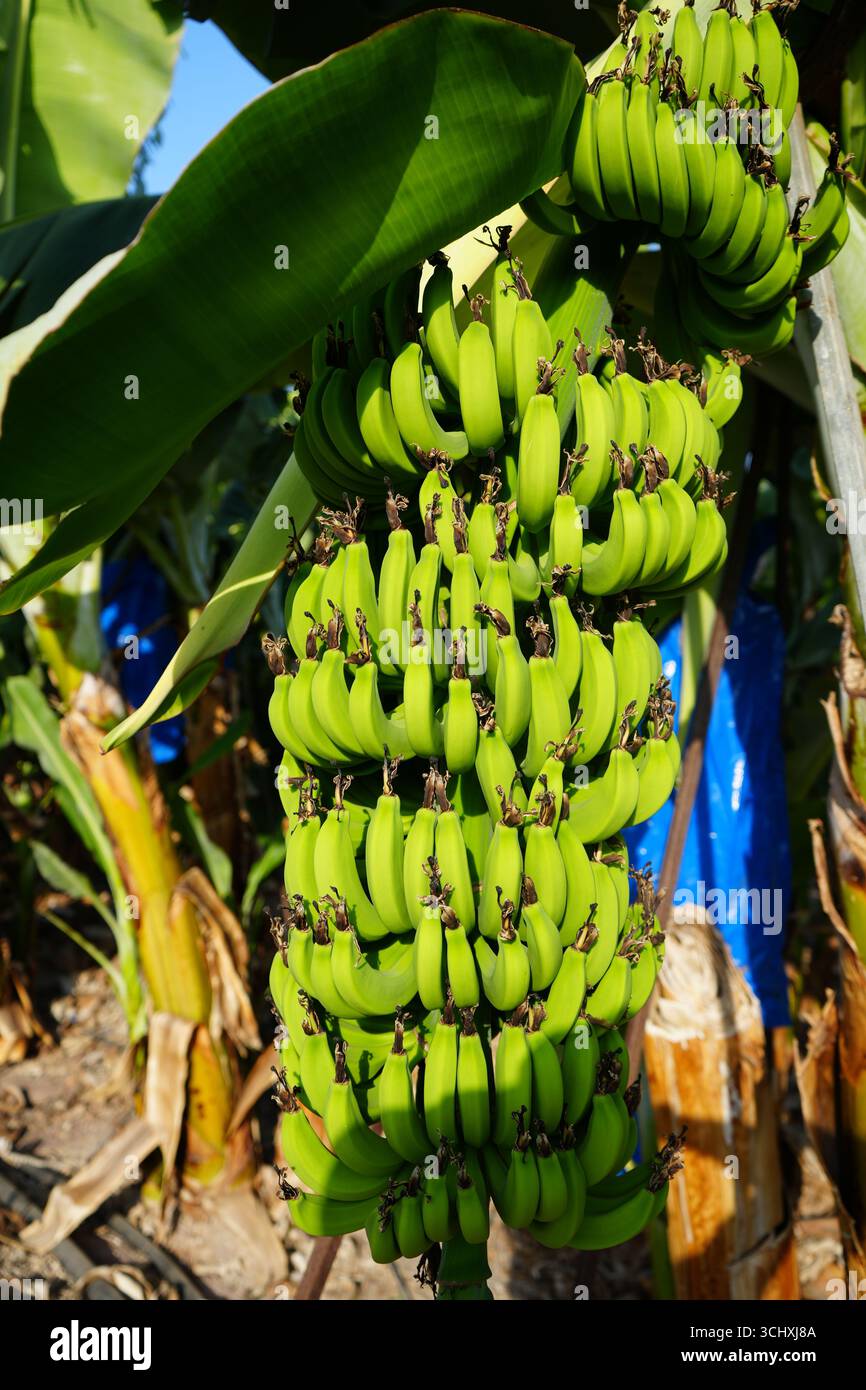 Bananenpflanze mit grünem Bananenstrauch, der auf Zypern wächst. Stockfoto