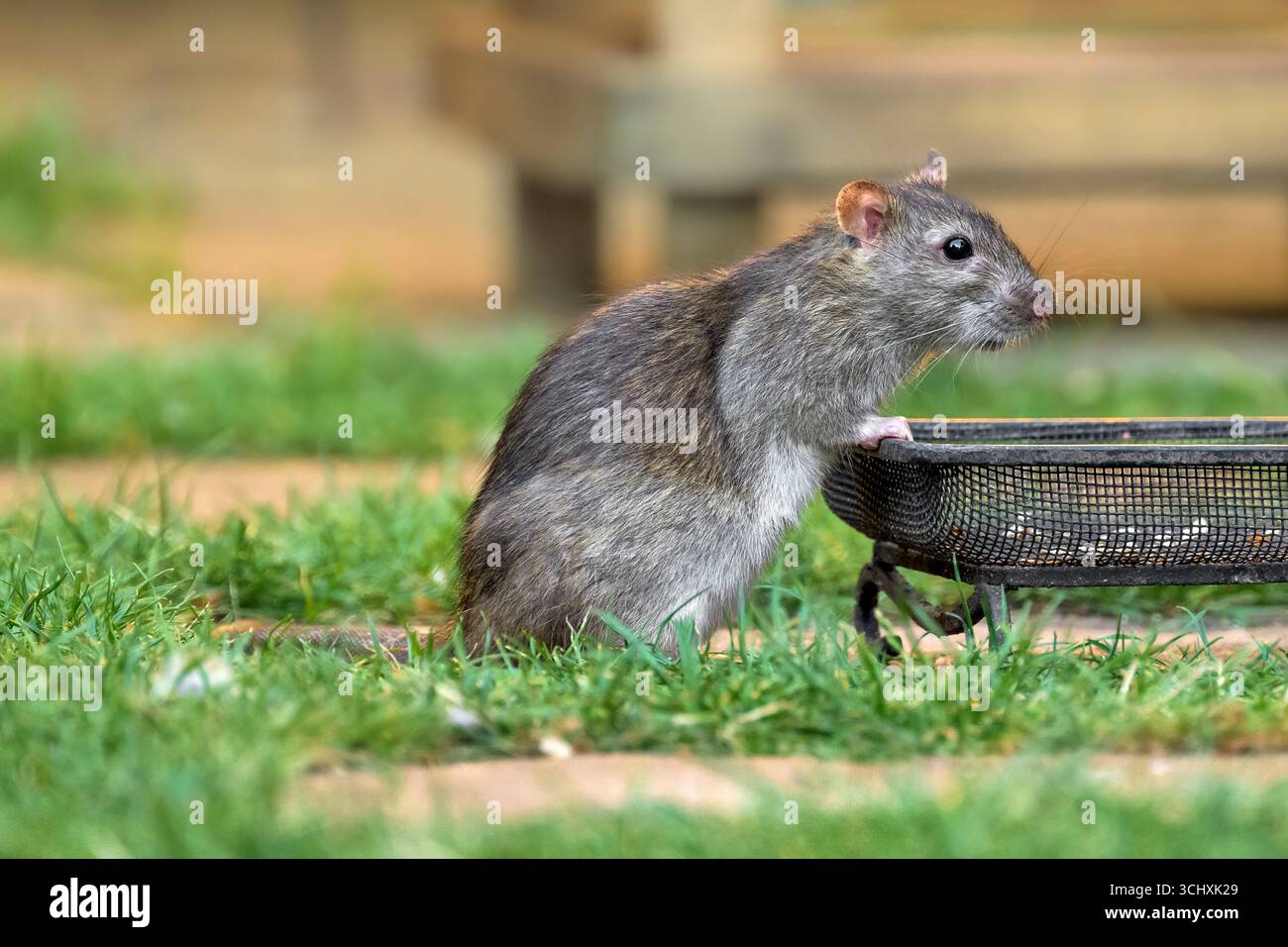 Erwachsene Rattenfütterung aus Vogelbodenfutter mitten am Tag im Garten Stockfoto
