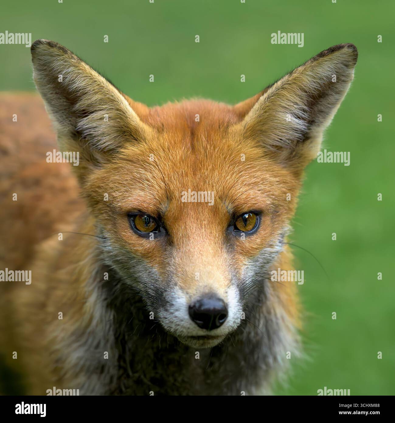 Wunderschöner Rotfuchs mit Backhals im Garten am frühen Abend auf der Suche nach Essen Stockfoto