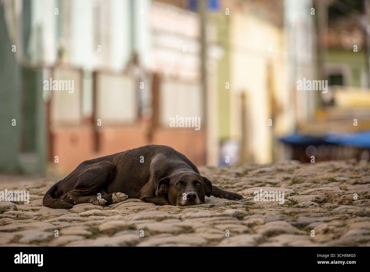 Straßenszene mit schlafendem braunem Hund in der Altstadt von Trinidad, Trinidad, Kuba, Sancti Spiritus, Kuba, Sancti Spiritus Stockfoto