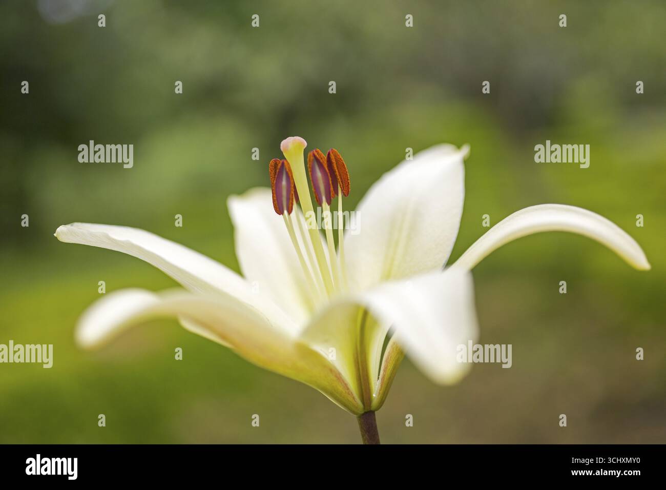 Blume mit Pistil und Pollen, Casa de Sezim, Weingut Grande Escolha in der Region Minho, der Garten von Portugal, Nespereira, Braga Bezirk, Portugal Stockfoto