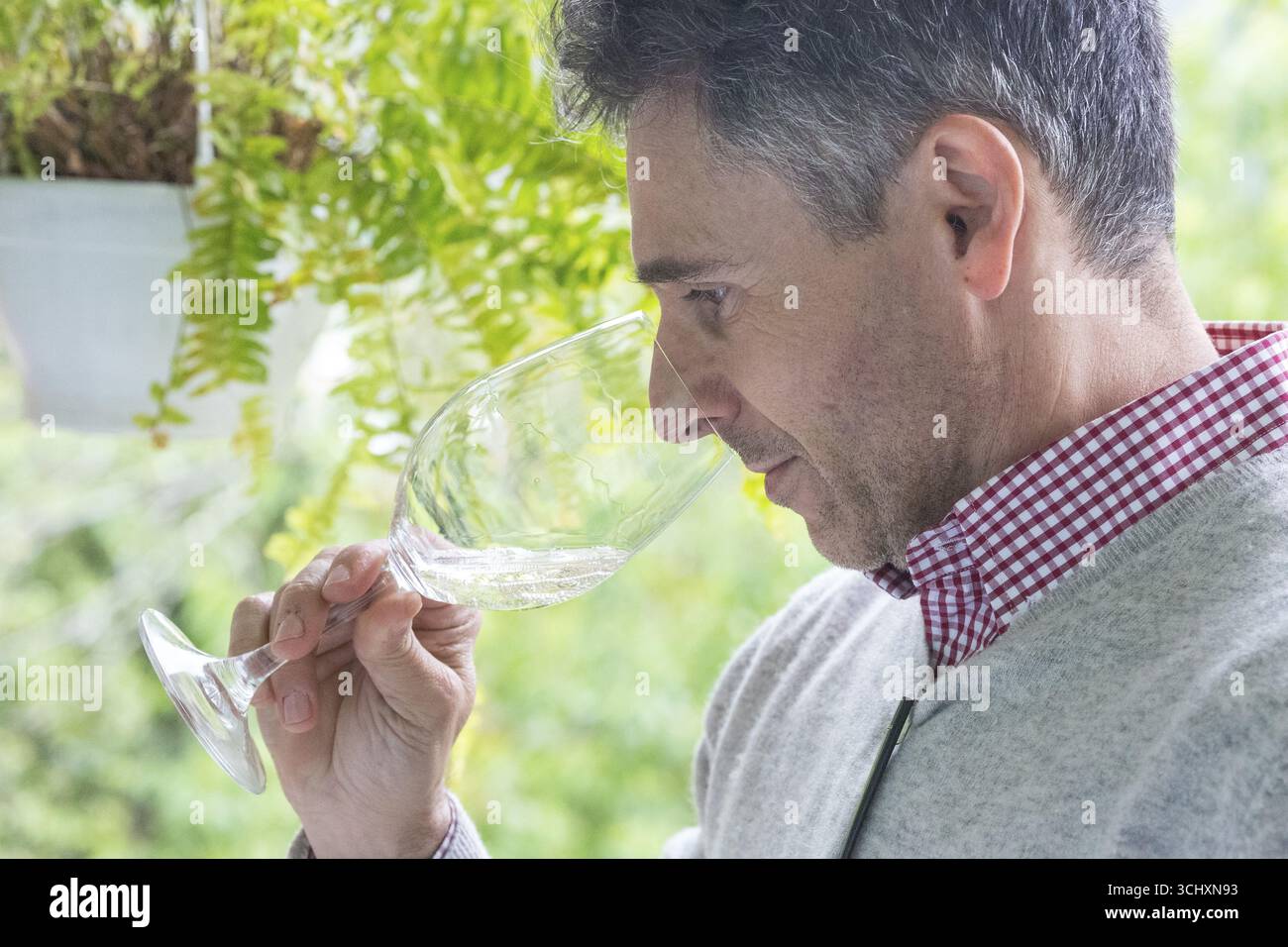 Weinprobe mit dem Eigentümer Jose, Casa de Sezim, dem Weingut Grande Escolha in der Region Minho, dem Garten Portugals, Nespereira, dem Bezirk Braga Stockfoto