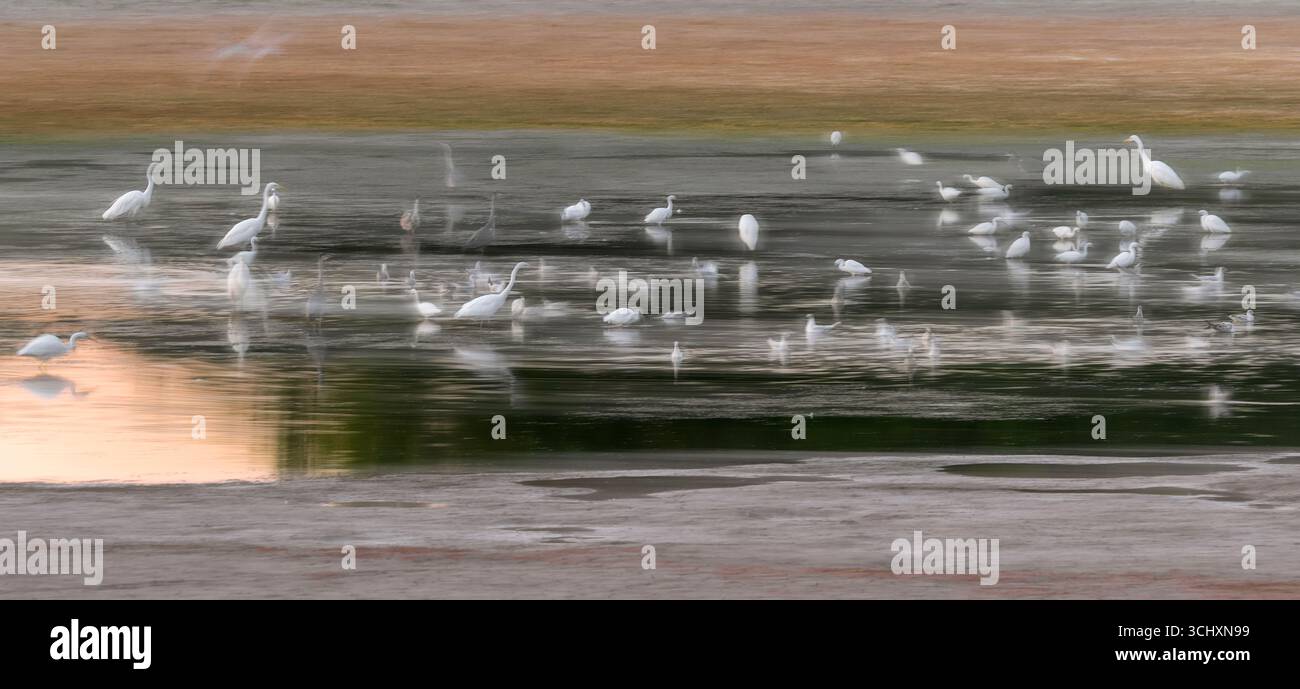 Reiher, Reiher und Möwen an einem kleinen Wasserloch bei Sonnenaufgang, Chew Valley Lake im sehr trockenen Sommer 2025, aufgenommen mit absichtlicher Kamerabewegung Stockfoto