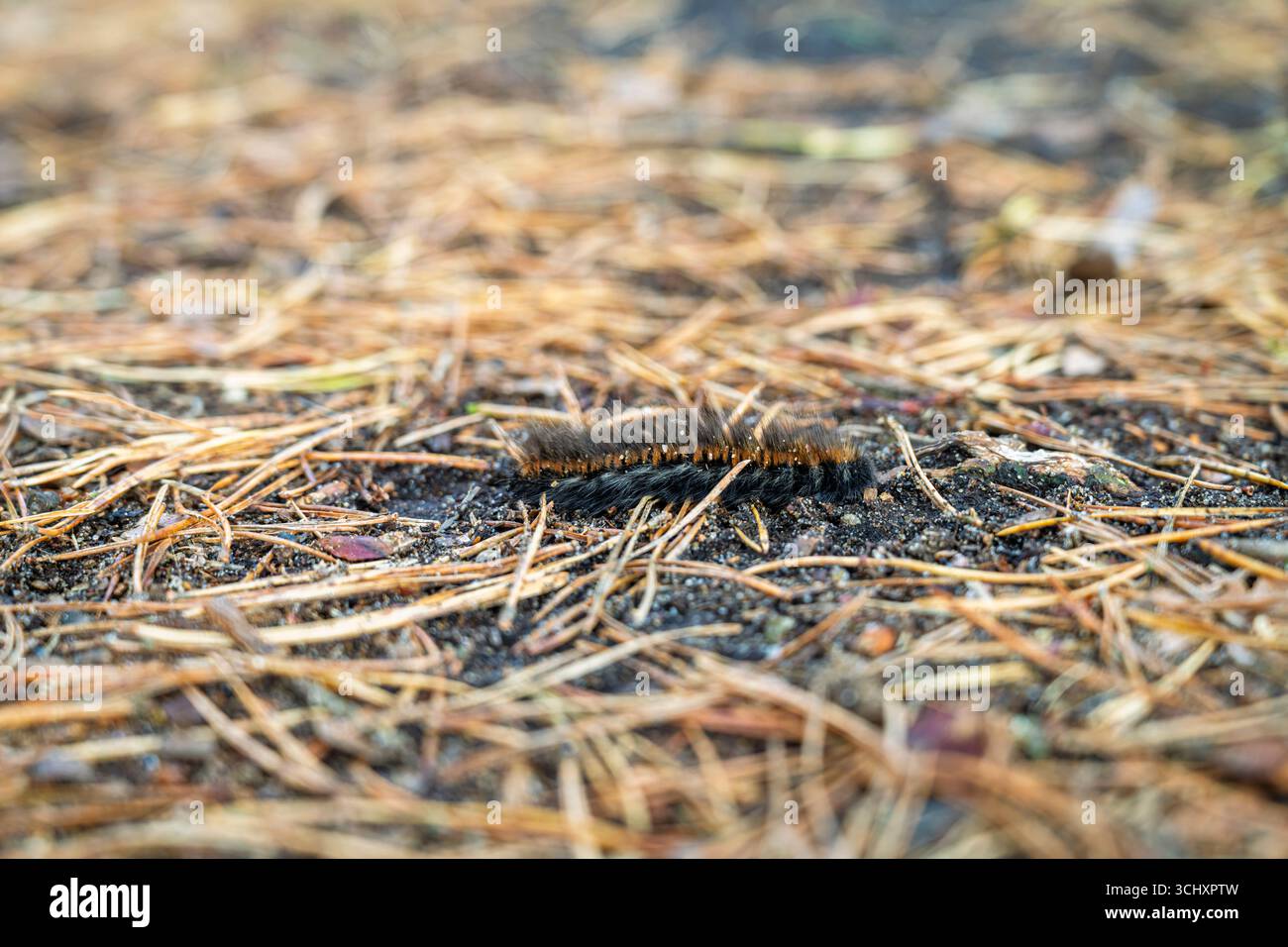 Eine haarige „Wollbär“-raupe, wahrscheinlich von einer Fuchsmotte (Macrothylacia rubi), die im Spätsommer in Frensham, Surrey, Großbritannien, unter Kiefernnadeln gesehen wurde Stockfoto