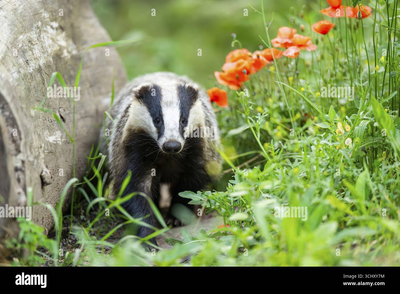 Europäischer Dachs (Meles meles) durch das Gras, Hessen, Deutschland Stockfoto