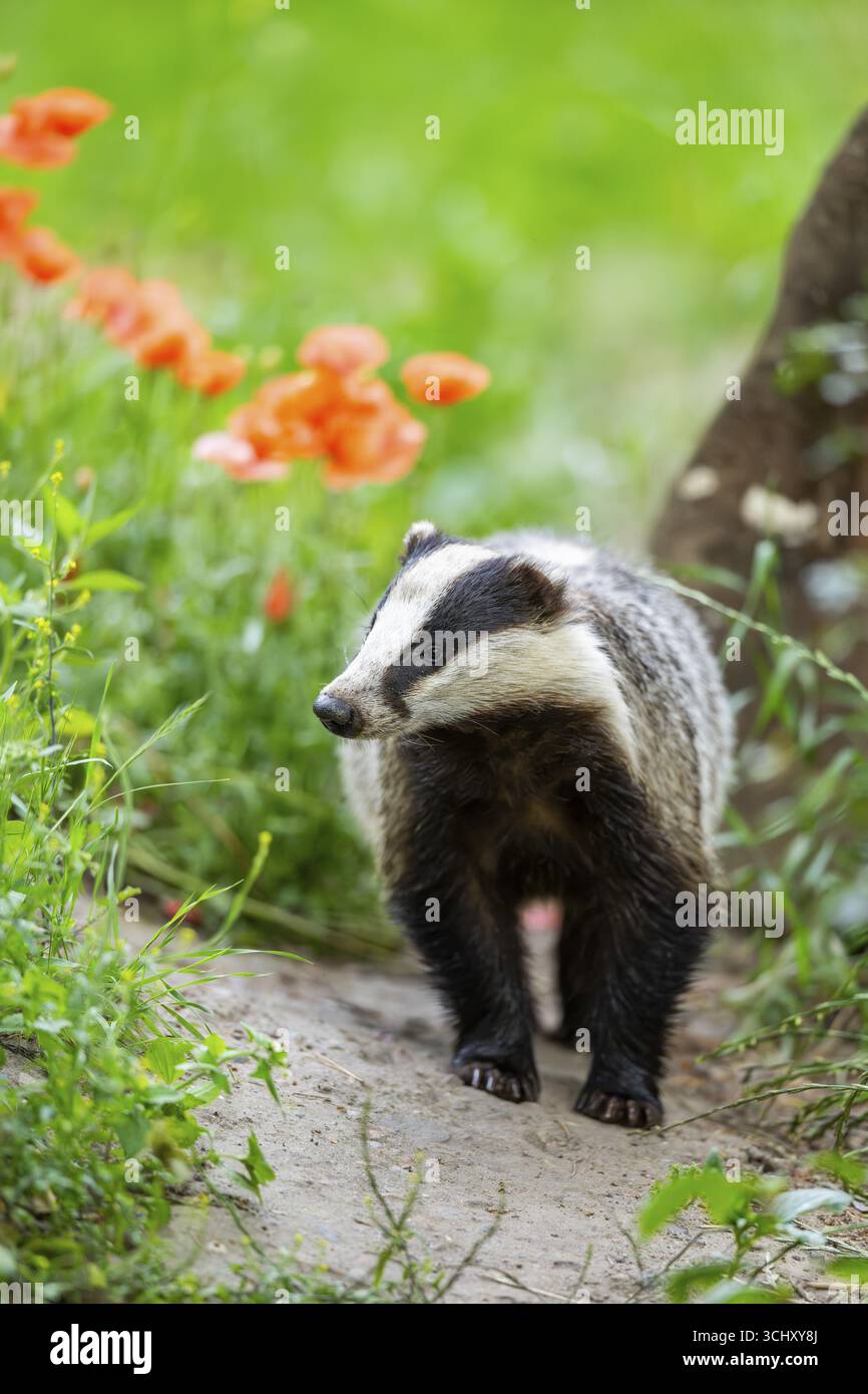 Europäischer Dachs (Meles meles) im Gras, Hessen, Deutschland Stockfoto