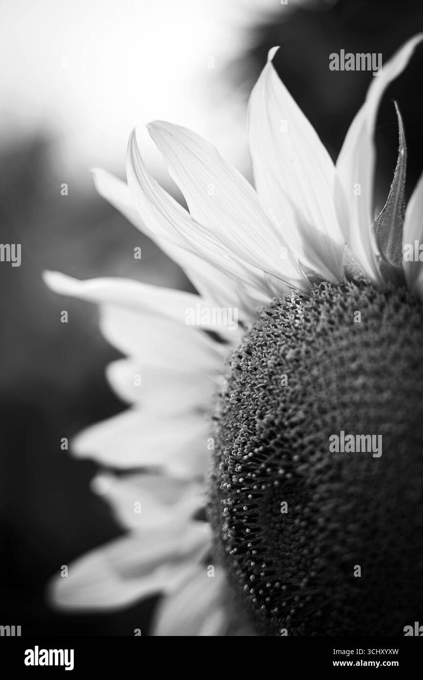 Eine Sonnenblume aus der Nähe, die die Details der Natur zeigt. Perfekt für Hintergrundbilder oder Feierkarten Stockfoto Eine Sonnenblume aus der Nähe, die die Details der Natur zeigt. Perfekt für Hintergrundbilder oder Feierkarten Stockfoto