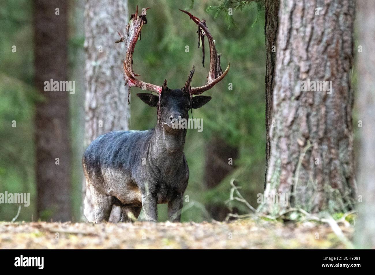 Damwild zur Brunftzeit, noch blutiges Geweih Stockfoto