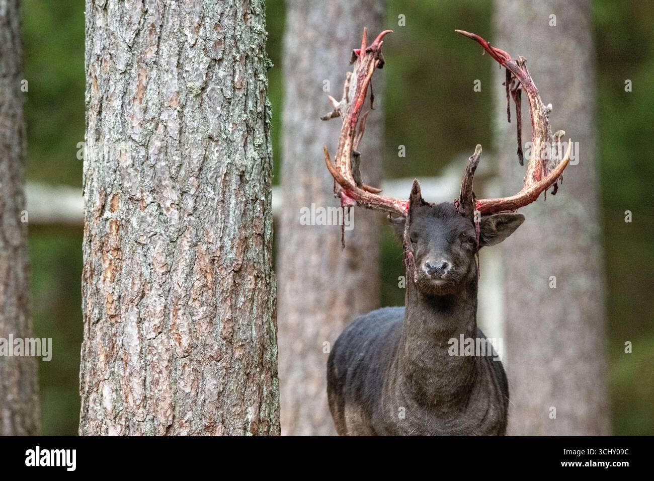 Damwild zur Brunftzeit, noch blutiges Geweih Stockfoto