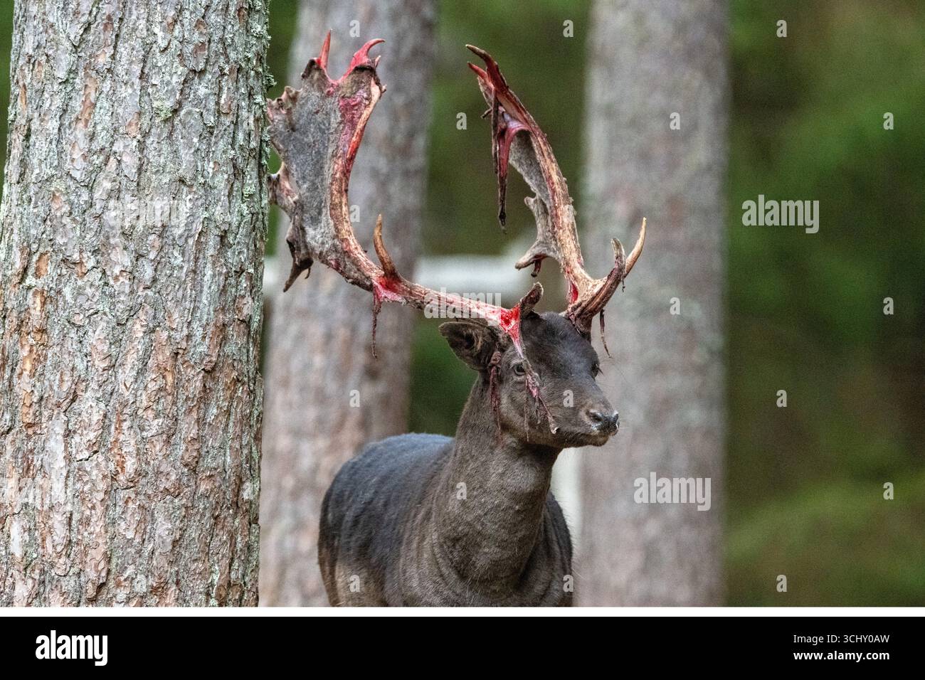 Damwild zur Brunftzeit, noch blutiges Geweih Stockfoto