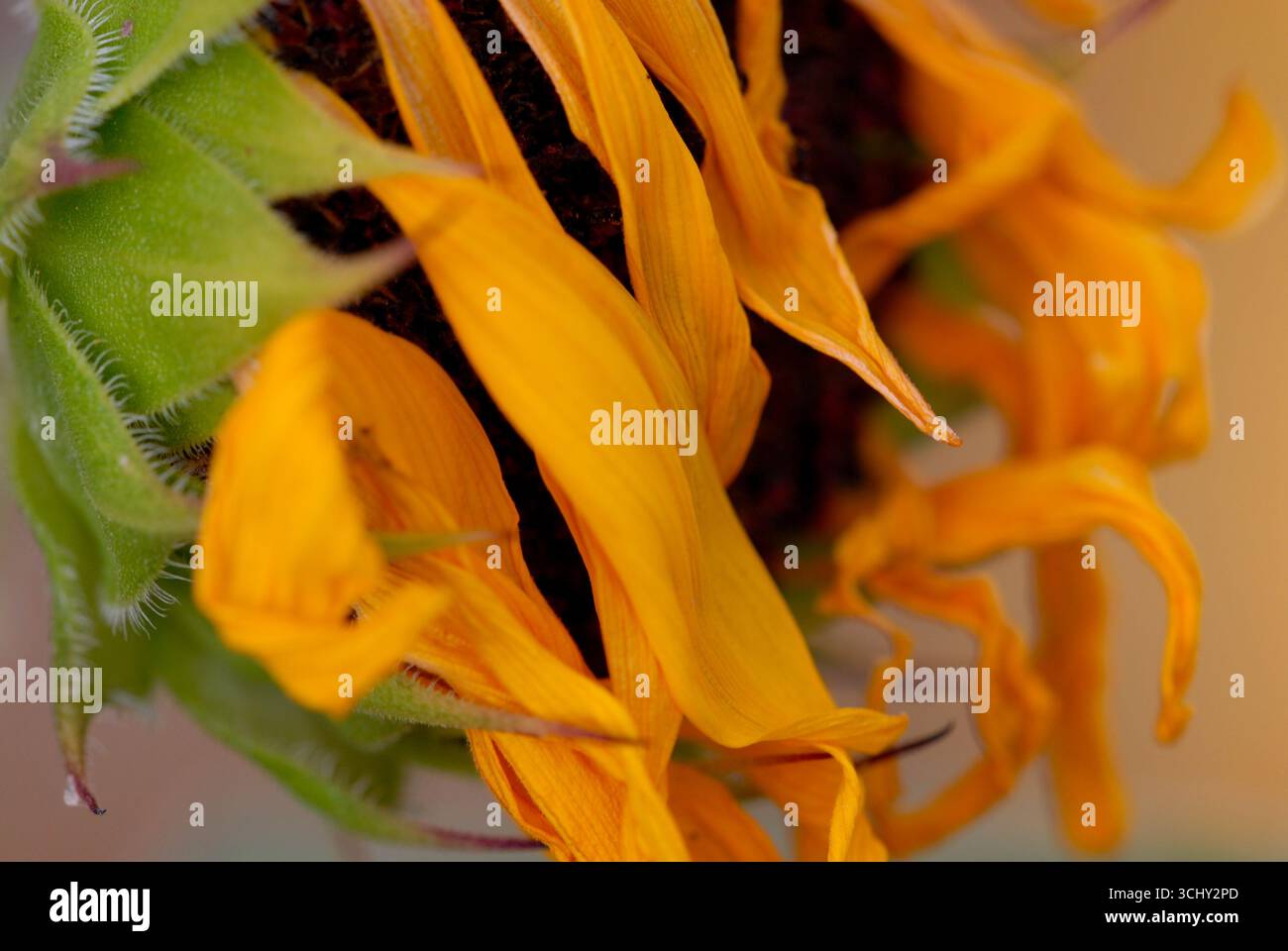 Nahaufnahme einer Sonnenblume mit verwelkten Blütenblättern Stockfoto