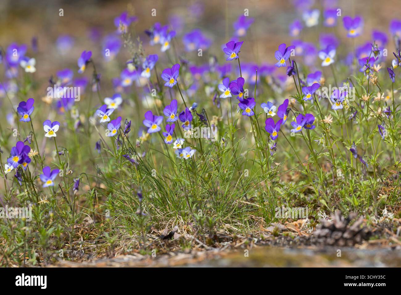 Heartsease, Heart's Ease, Heart's Delight, Tickle-my-Fancy, Wild Pansy, Jack-Jump-up-and-Kiss-me, Come-and-Cuddle-me, Three Faces in a Hood, Love-in-i Stockfoto