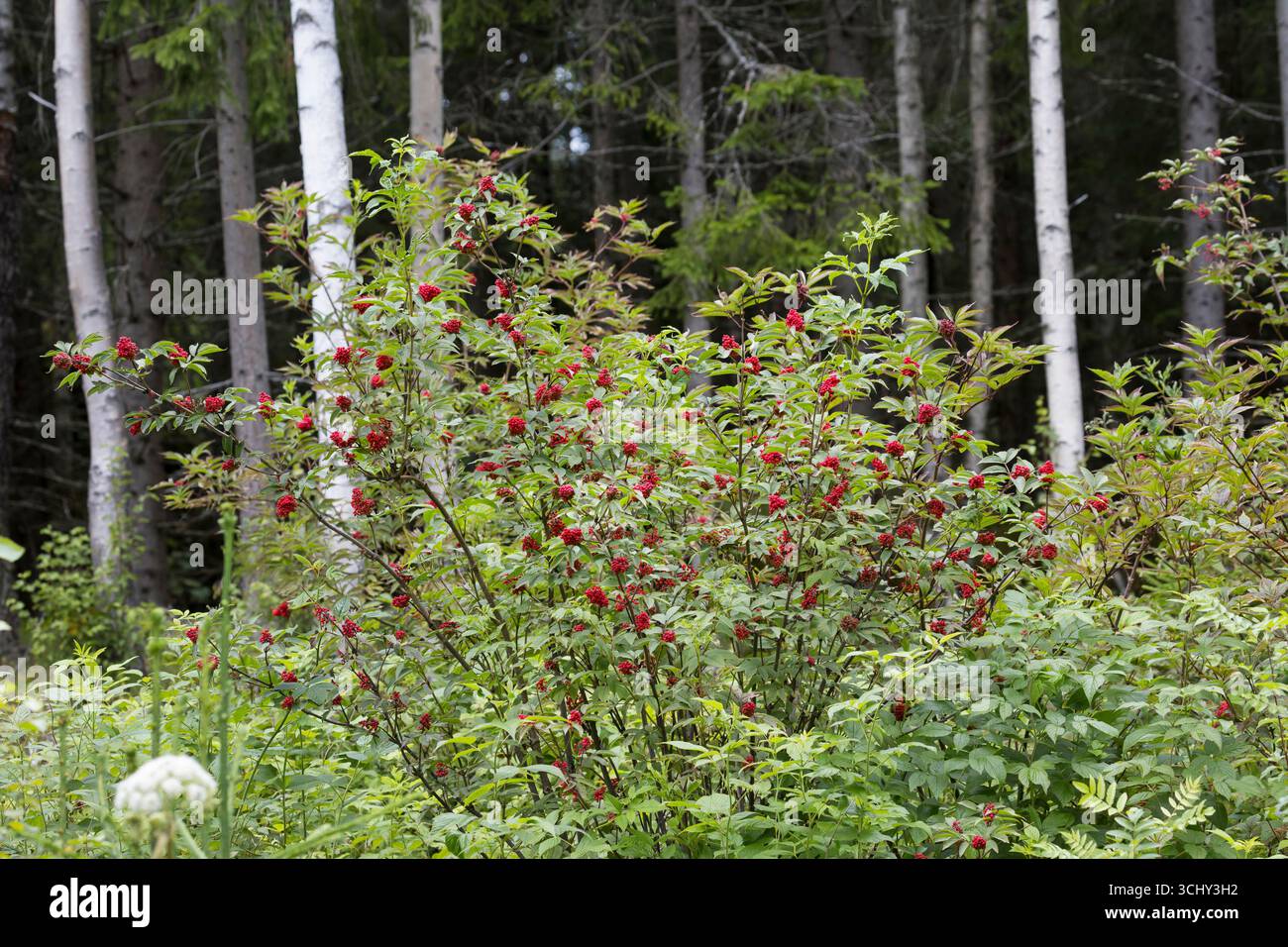 Europäischer Rotälteste (Sambucus racemosa), Fruchtstrauch, Norwegen Stockfoto