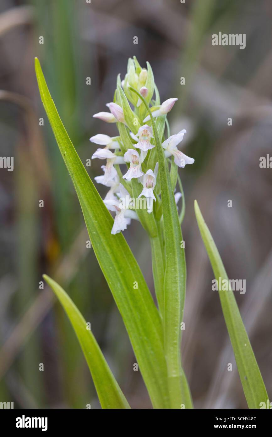 Frühe Sumpforchidee (Dactylorhiza incarnata), blühend, Schweden, Gotland Stockfoto