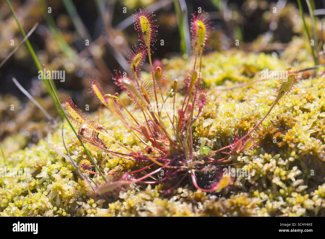 Toller Sonnentau, englischer Sonnentau (Drosera anglica), Gewohnheit, unter Sphagnum, Norwegen Stockfoto