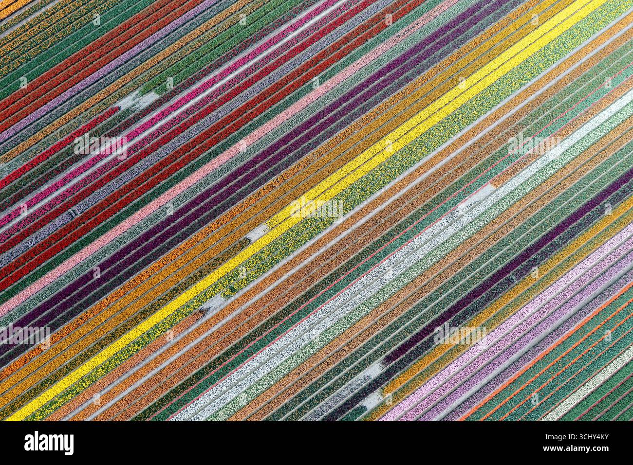 Gewöhnliche Gartentulpe (Tulipa spec.), blühende Tulpenfelder aus der Luft, Niederlande, Nordholland, Hoogwoud Stockfoto