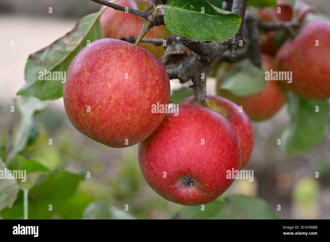 Rote Sommerfrucht des Apfelbaums Malus domestica Saturn UK Garden August Stockfoto