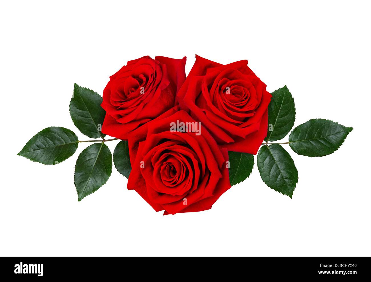Blumenstrauß aus dunkelroten Rosenblüten mit grünen Blättern auf weißem Hintergrund. Stockfoto
