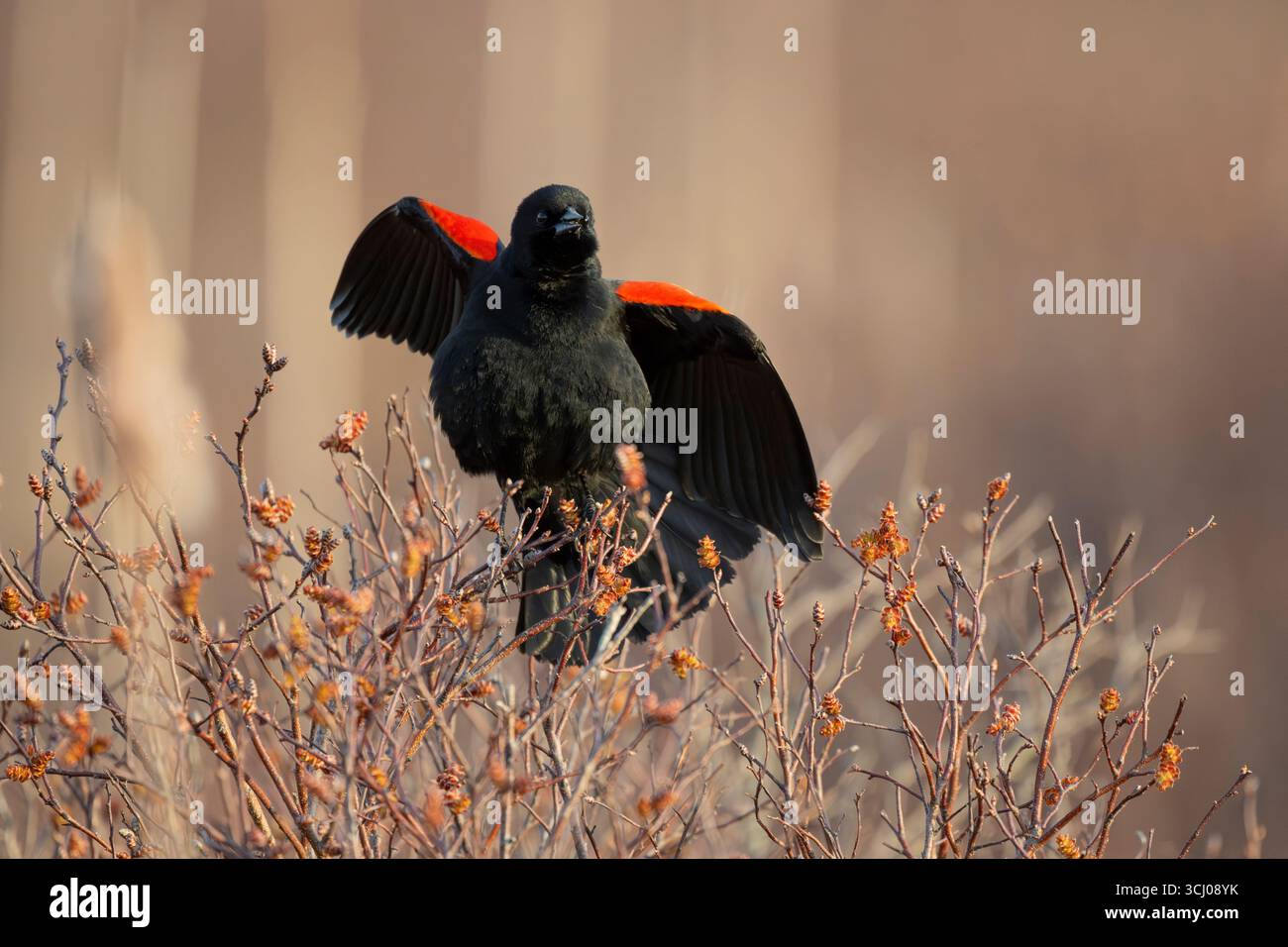 Rotflügelbarsch (Agelaius phoeniceus). April im Acadia-Nationalpark, Maine, USA. Stockfoto
