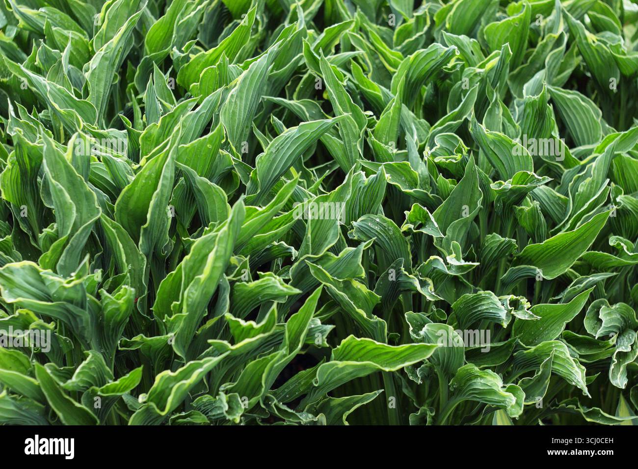 Hosta Betende Hände. Dunkelgrüne gefaltete Blätter von Hosta betenden Händen, die zwei Hände ähneln sollen, die im Gebet geschlossen sind. Kochbananen-Lilie Stockfoto