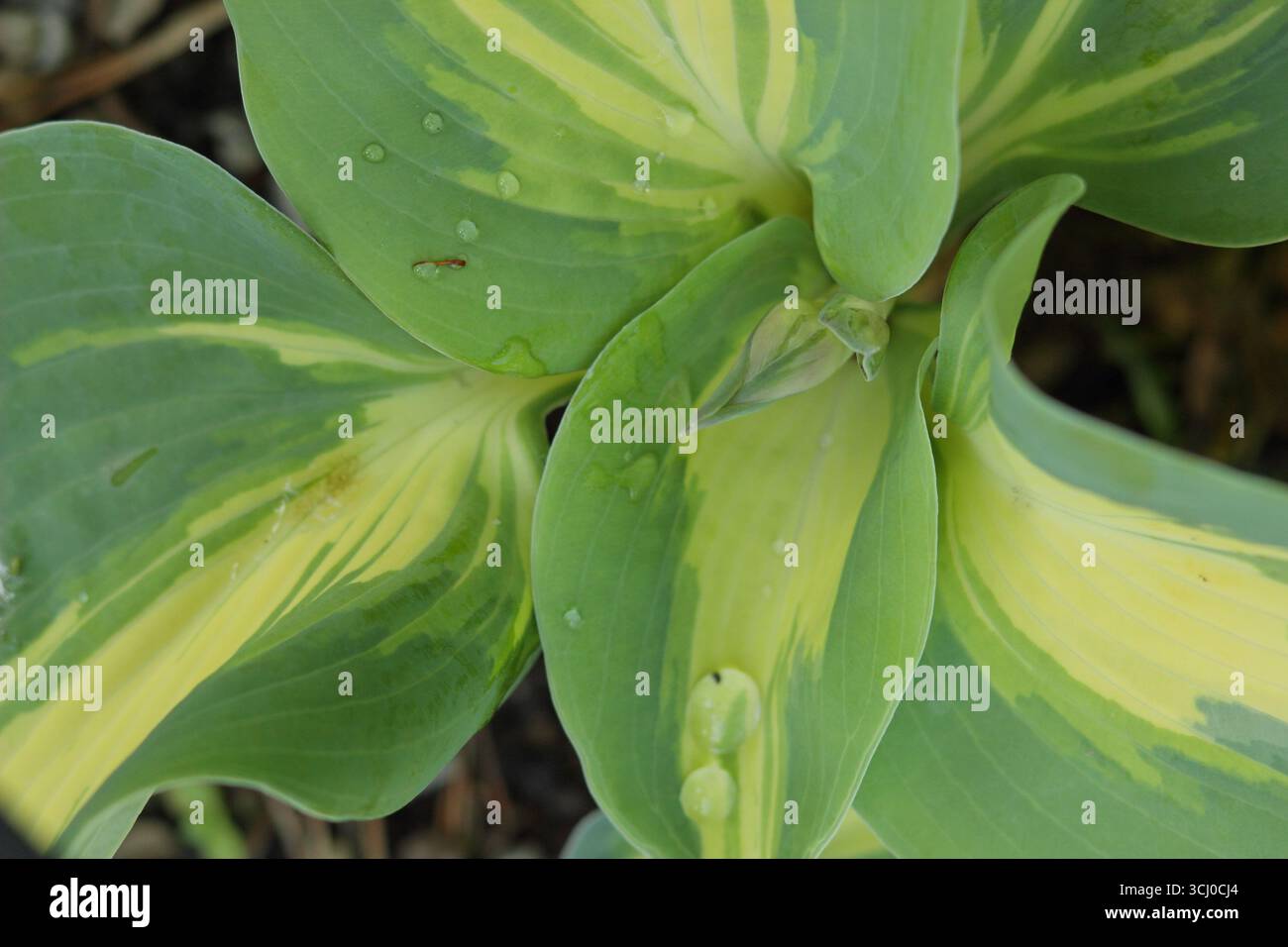 Hosta Dream Weaver. Charakteristisches blaugrünes Blatt mit einem mittleren Streifen von Hardy Hosta Dream Weaver, einer Bananenlilie. UK Stockfoto