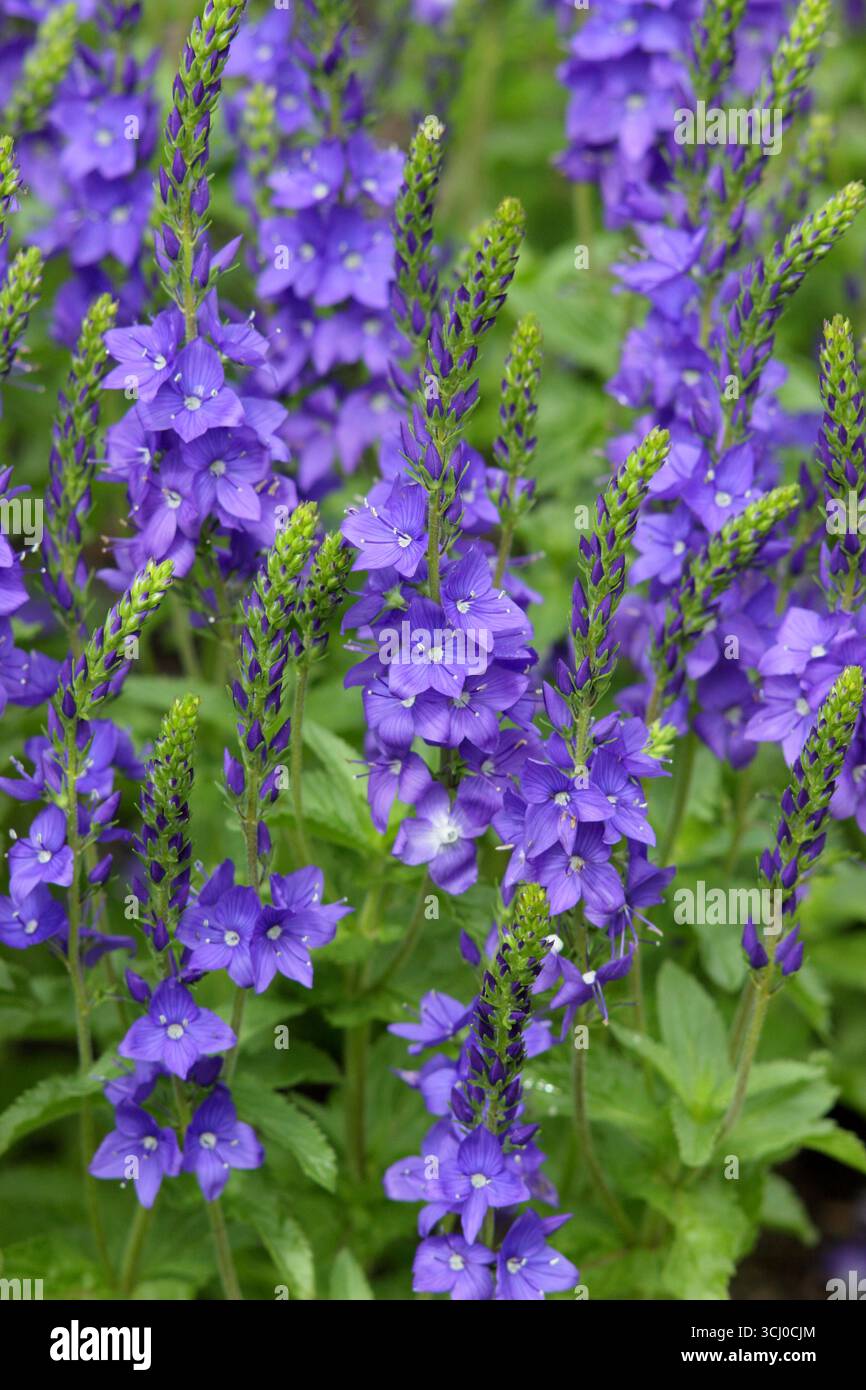 Veronica teucrium Crater Lake Blue. Veronica austriaca subsp. teucrium „Crater Lake Blue“, eine Dürre resistente Staude im Frühsommer. Stockfoto