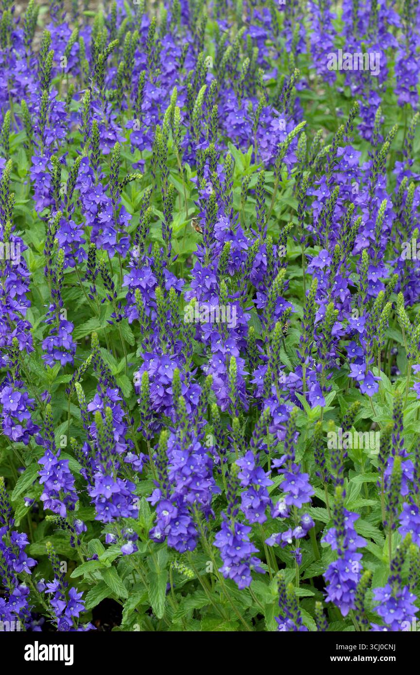 Veronica teucrium Crater Lake Blue. Veronica austriaca subsp. teucrium „Crater Lake Blue“, eine Dürre resistente Staude im Frühsommer. Stockfoto
