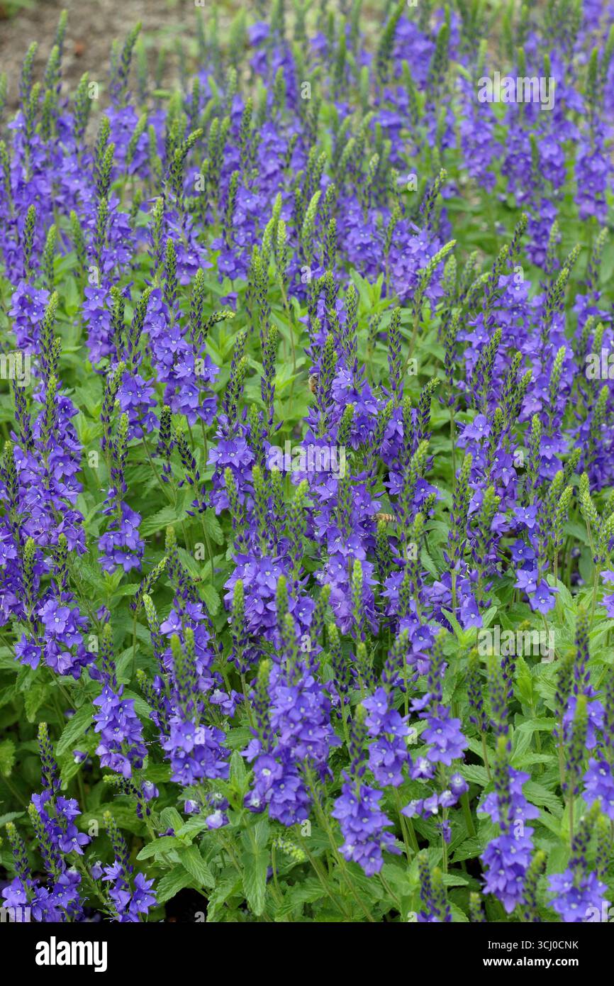 Veronica teucrium Crater Lake Blue. Veronica austriaca subsp. teucrium „Crater Lake Blue“, eine Dürre resistente Staude im Frühsommer. Stockfoto