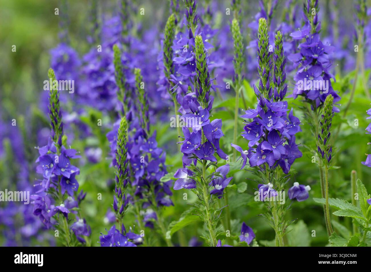Veronica teucrium Crater Lake Blue. Veronica austriaca subsp. teucrium „Crater Lake Blue“, eine Dürre resistente Staude im Frühsommer. Stockfoto