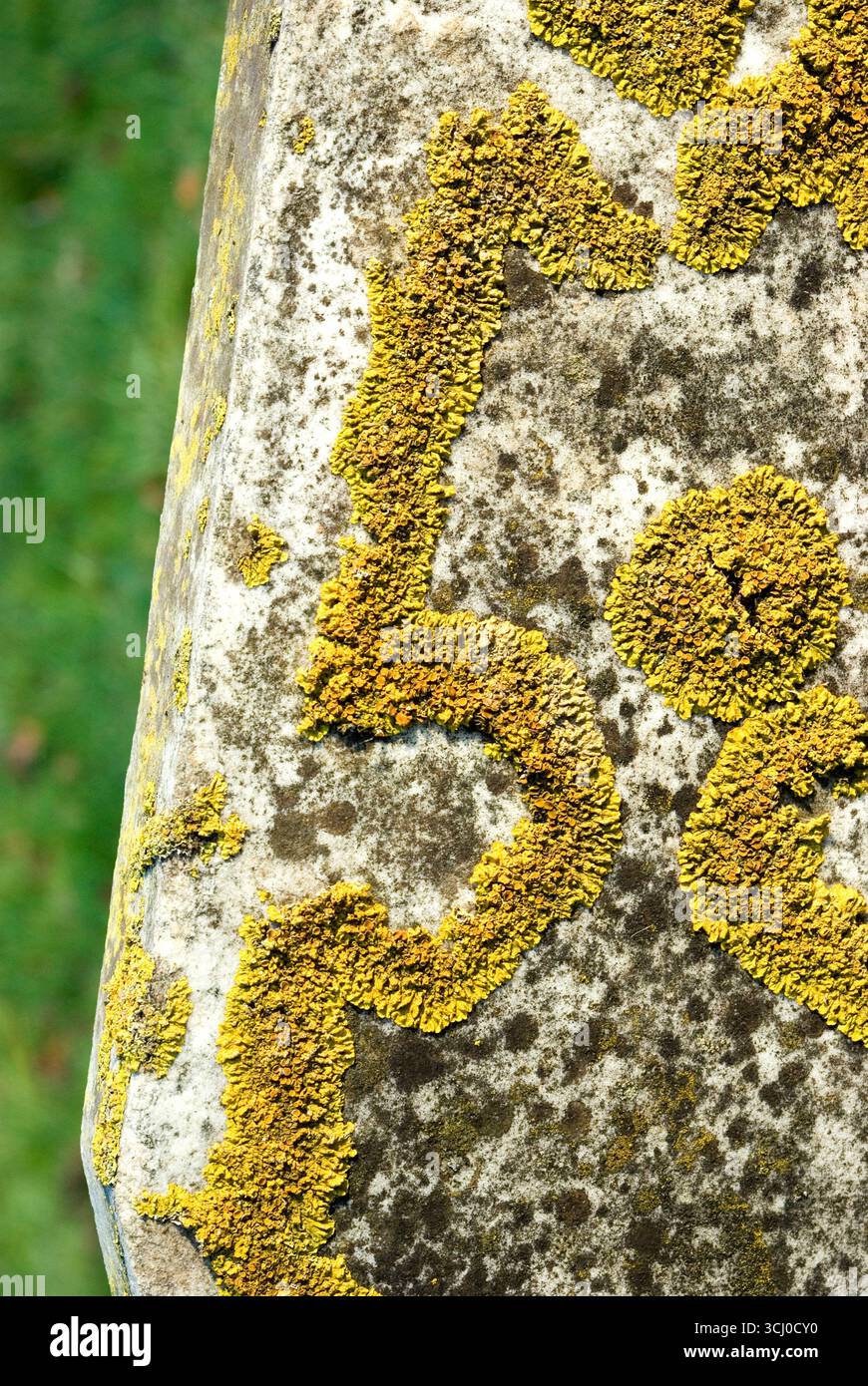 Zahlen in der Natur Stockfoto