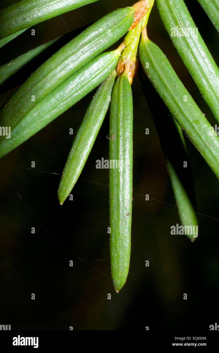Zahlen in der Natur Stockfoto