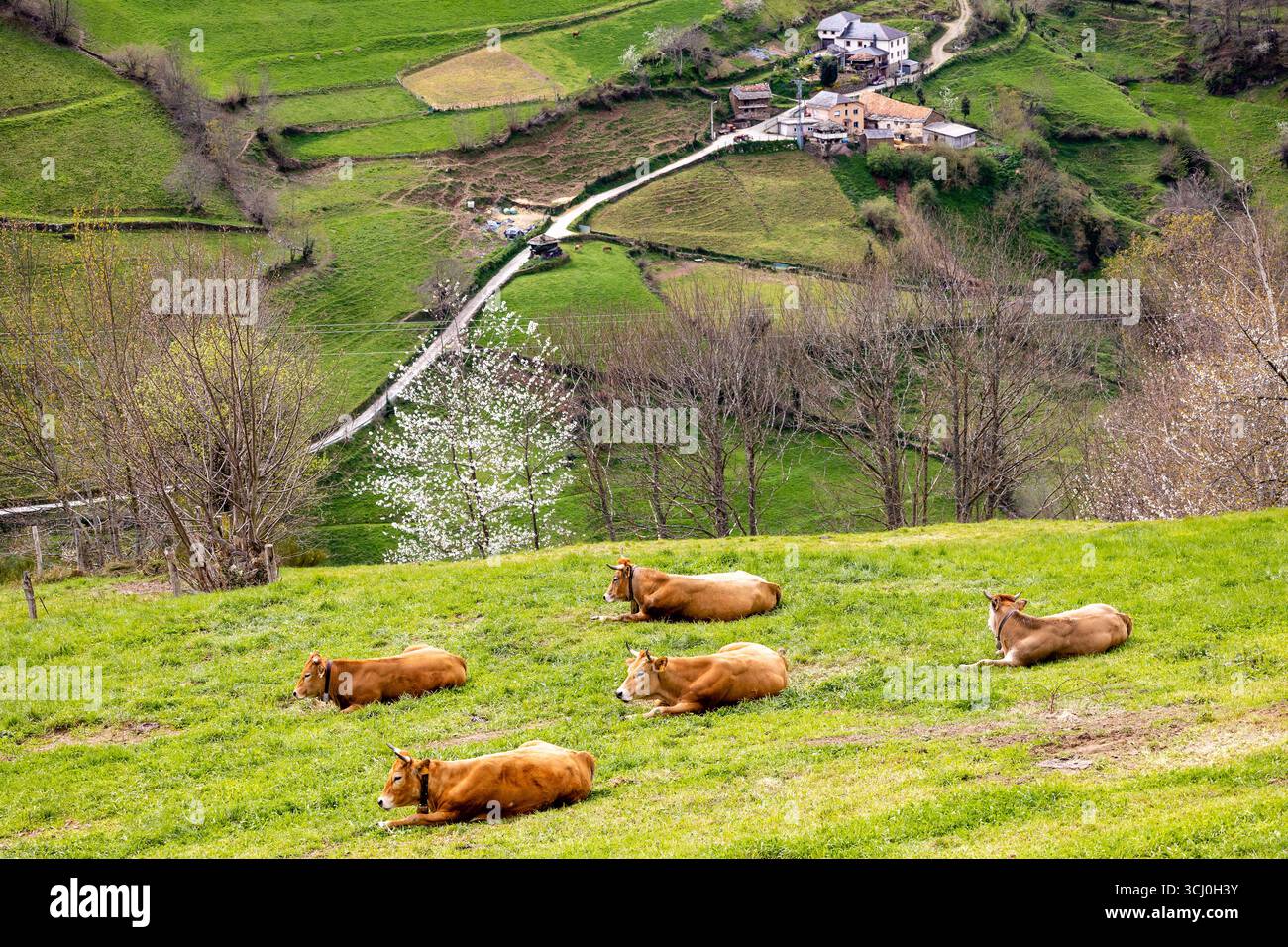 Landschaft rund um das Dorf Trascastro im Leitariegos-Tal in Asturien, Spanien Stockfoto