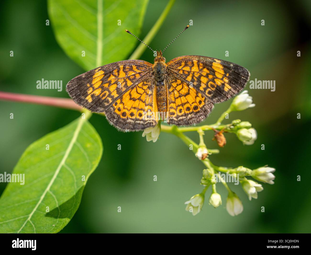 Ein orangefarbener und schwarzer Perlmond-Schmetterling liegt mit seinen Flügeln auf einem großen grünen Blatt. Stockfoto