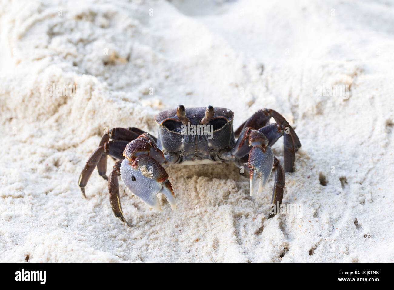 Ein detaillierter Blick auf eine Krabbe an einem Sandstrand mit einzigartigen Merkmalen und lebhaften Texturen, in einer natürlichen Küstenumgebung, perfekt für W Stockfoto