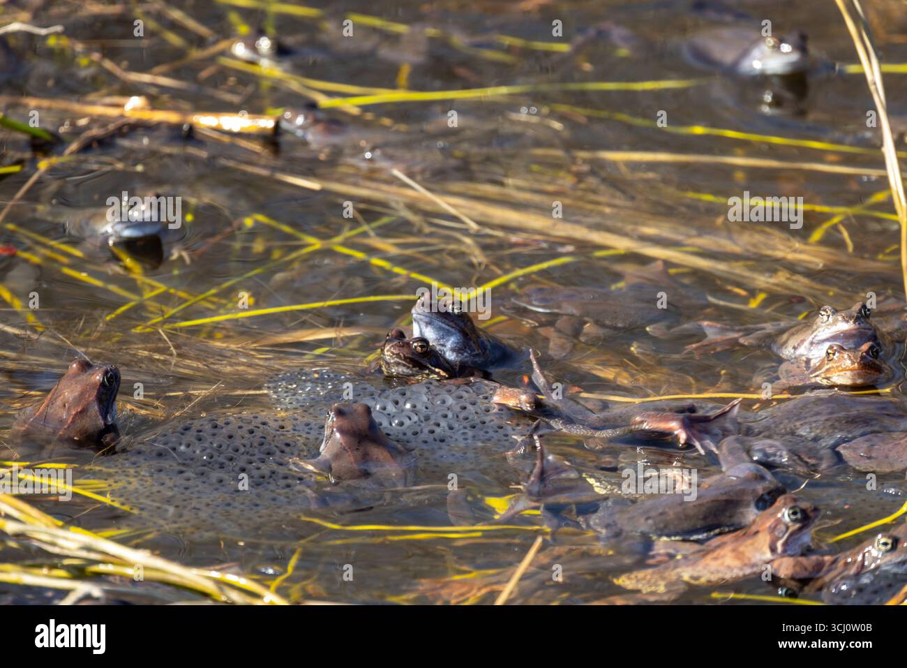 Eine lebhafte Ansammlung von Fröschen in einem Teich, umgeben von Vegetation, die ihr natürliches Fortpflanzungsverhalten im frühen Frühjahr demonstrieren. Die Szene capt Stockfoto