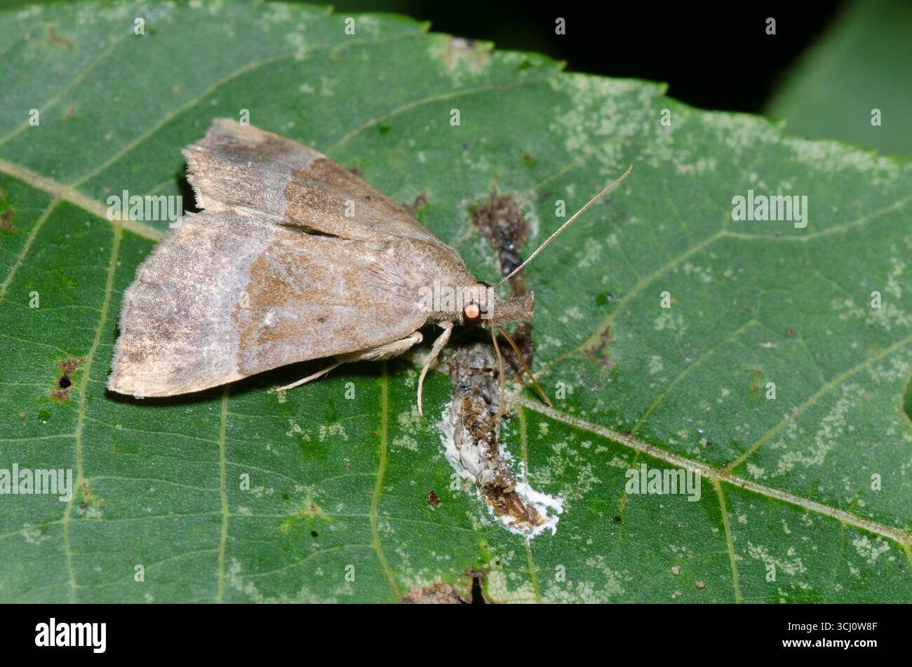 Grauhaarige Hypena, Hypena madefactalis, Vogelfallenforschung Stockfoto