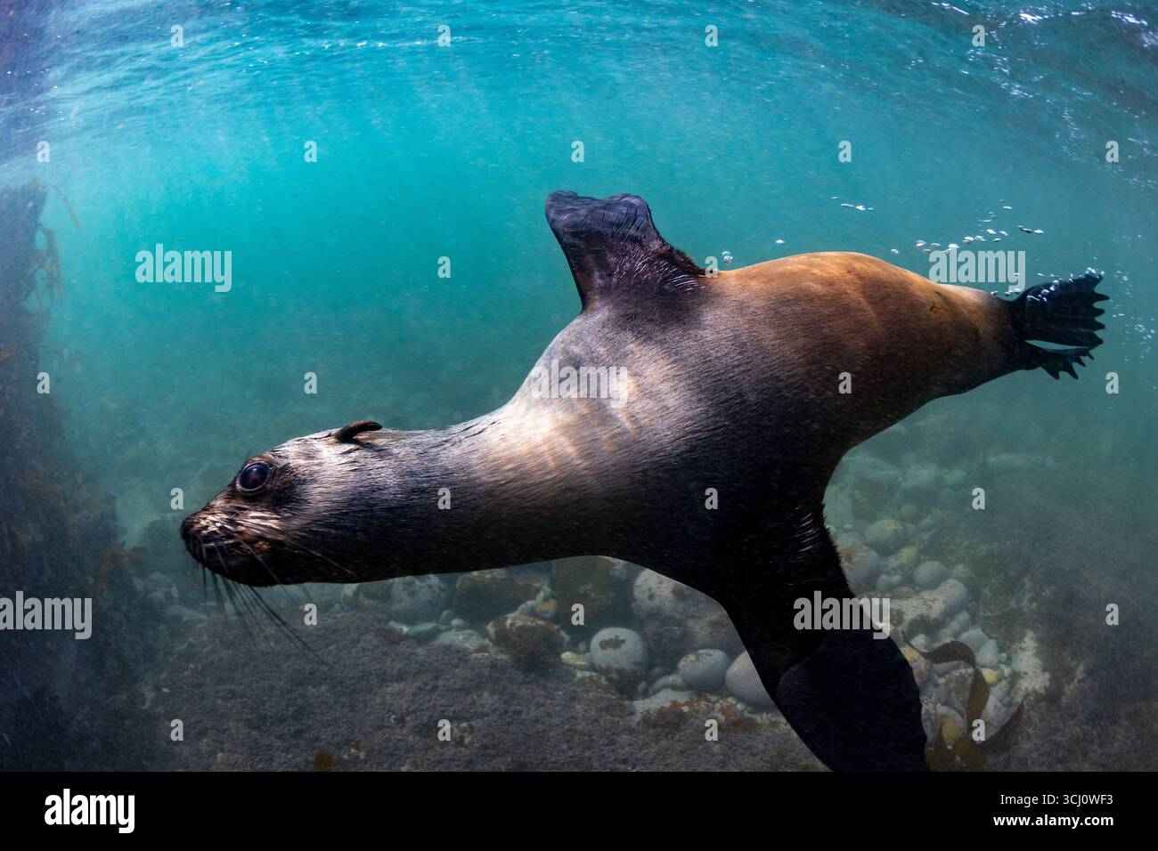 Verspielte Cape Fur Seal schwimmt aus nächster Nähe in seichten Wasser mit Sonnenlicht und blauem Ozean Hintergrund, Kapstadt, Südafrika Stockfoto