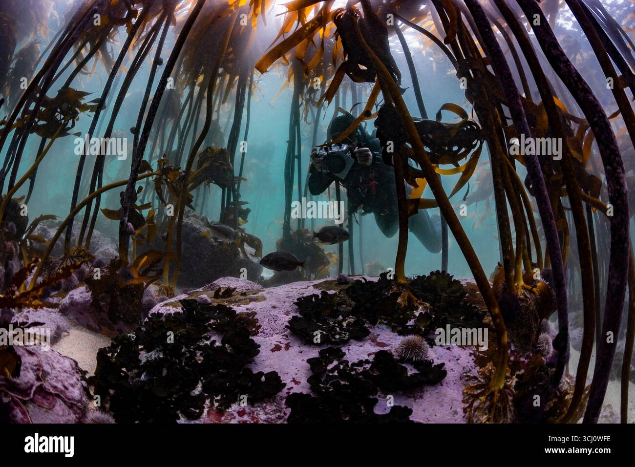 Tauchen Sie ein aus dem Kelp Forest mit Kamera, umgeben von langen Kelpstielen, Sonnenstrahlen und Rocky Foreground Kapstadt, Südafrika Stockfoto