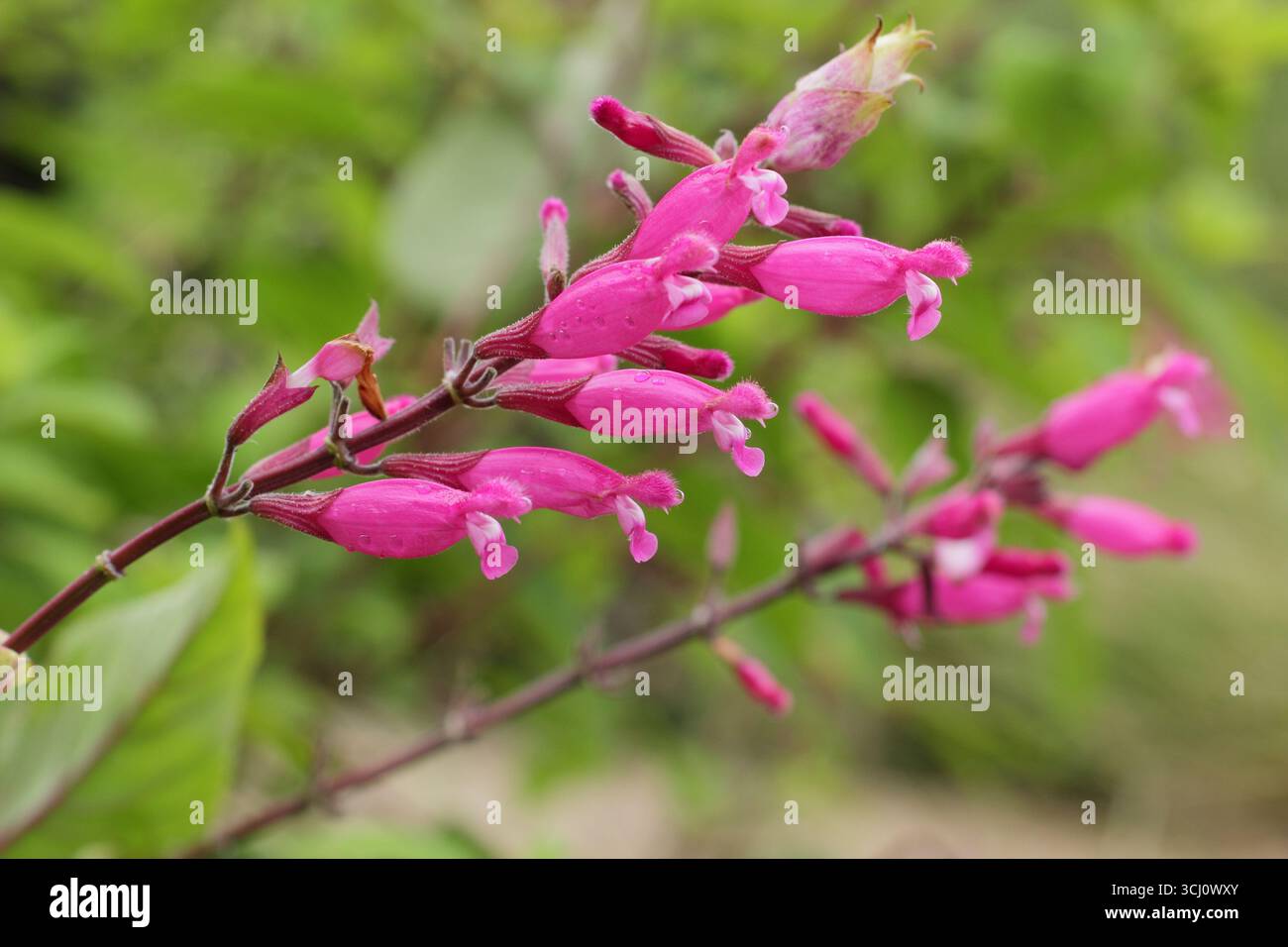 Salvia involucrata 'Hadspen'. Tiefrosa lippige Blüten von Rosiblattsalbei „Hadspen“, auch Salvia involucrata „Mrs Pope“ genannt im Spätsommer. UK Stockfoto