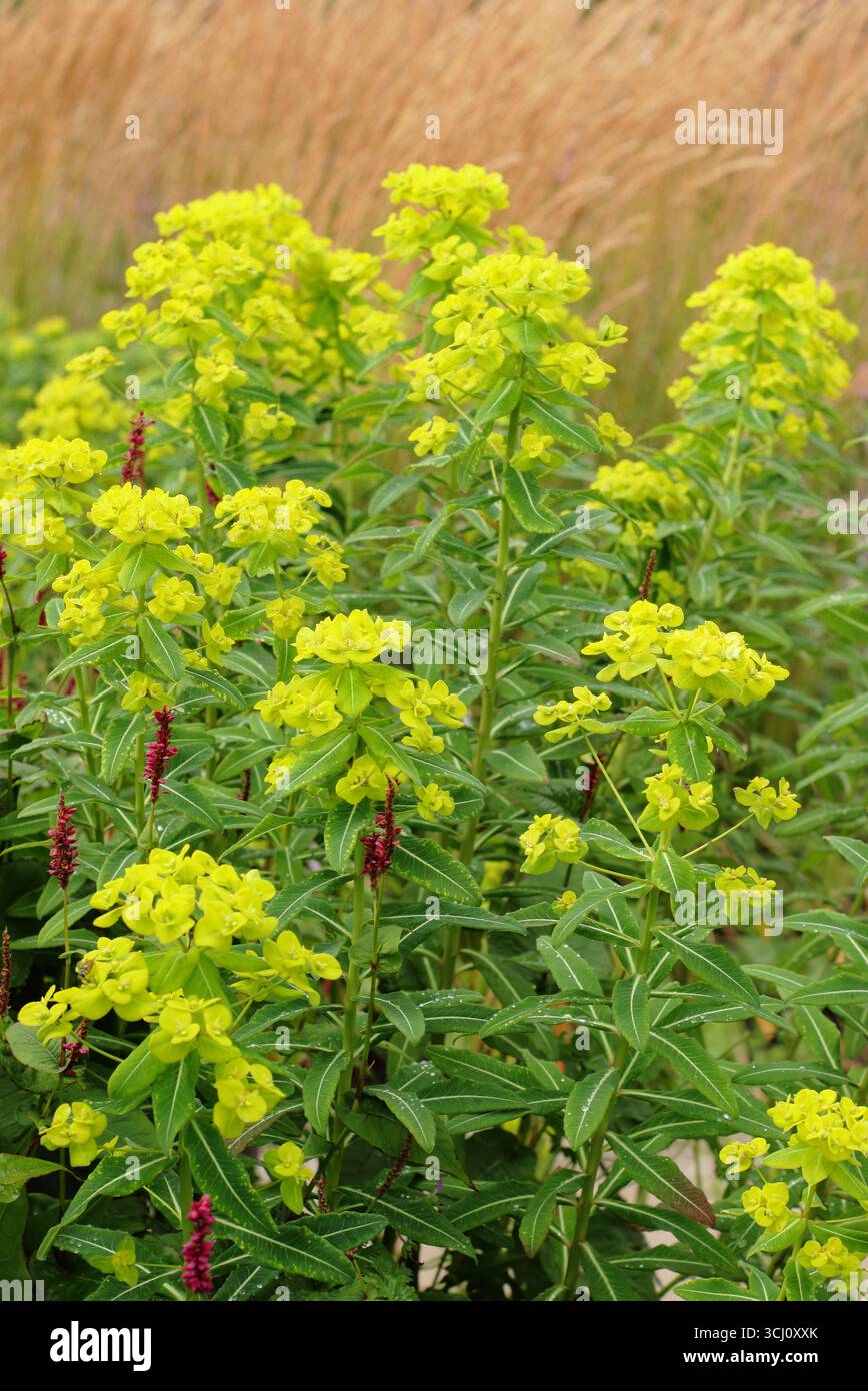 Euphorbia donii Amjillasa mit Calamagrostis x acutiflora "Karl Foerster". Zingy grünes Laub des Spätsommergrases mit Federschilfgras. Stockfoto