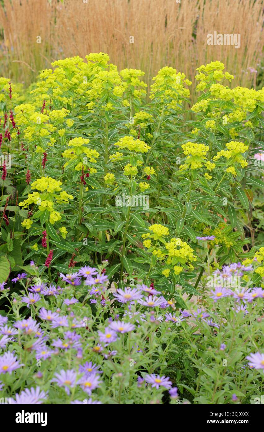 (Vorne hinten) Aster x frikartii Mönch lila Gänseblümchen, Euphorbia donii Amjillasa Spurge, Calamagrostis Karl Foerster Gras im Spätsommer Gartenrand. Stockfoto