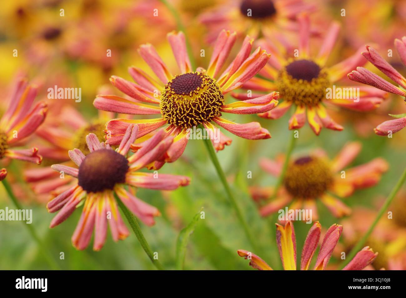 Helium „Loysder Wieck“. Sternenorange Blüten von Helenium Loysder Wieck, Sometinen genannt Karneval. Hardy Niesweed, im Spätsommer. Stockfoto